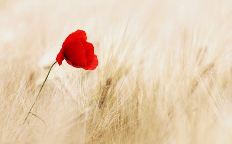 Lest We Forget