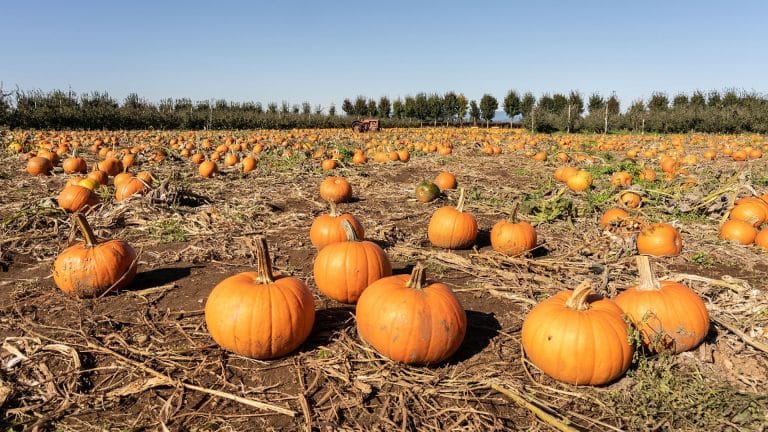 COVID-Friendly Fall Activities in Victoria
