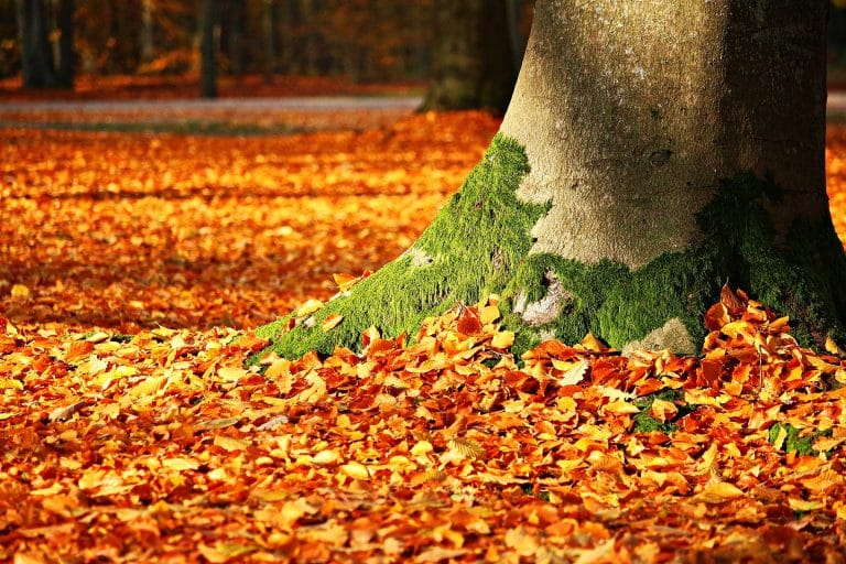Fall Home Maintenance
