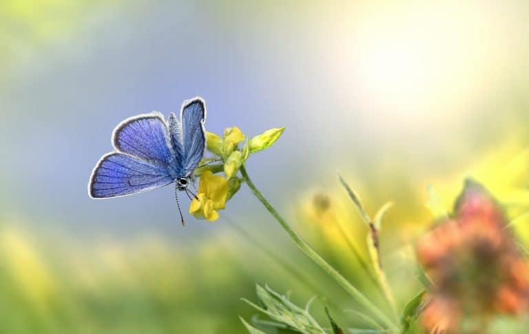 Butterfly Gardens