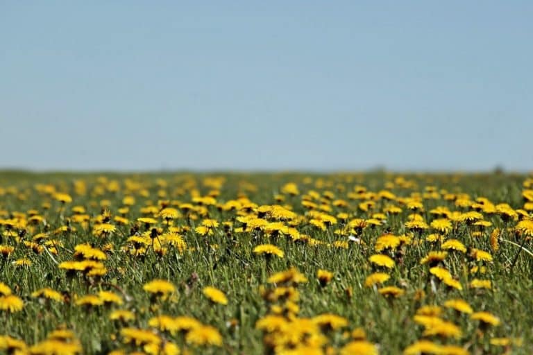 Really Wild Salads