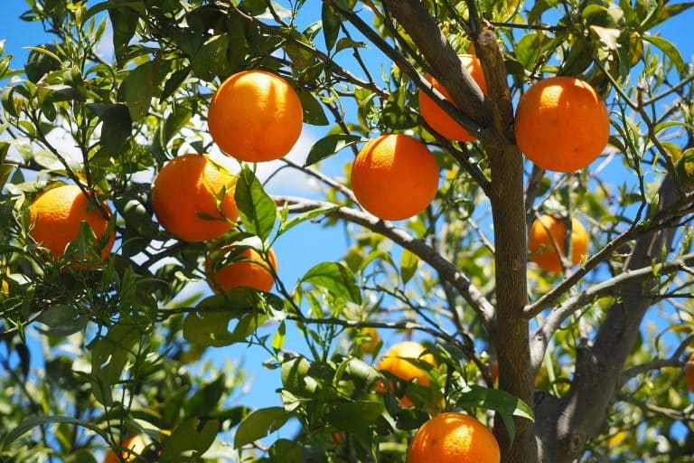 Edible Landscapes: A Vision for Sustainable Public Spaces