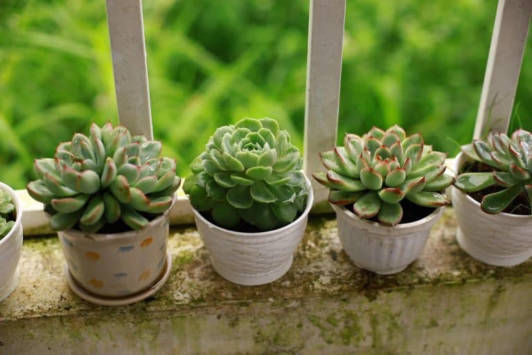 Houseplants for Beginners