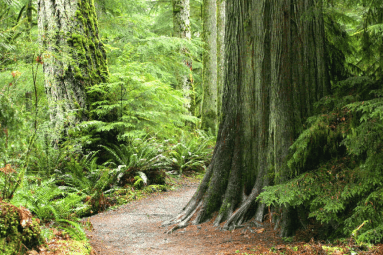 Protecting Vancouver Island’s Natural Legacy